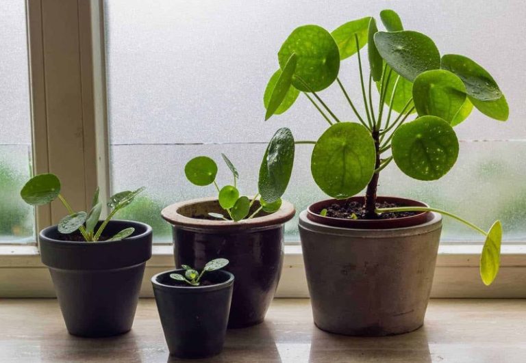 Pilea Peperomioides Cuidados Y Trucos Para La Planta China Del Dinero