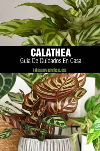 Calathea Cuidados De Esta Planta Ideas Verdes