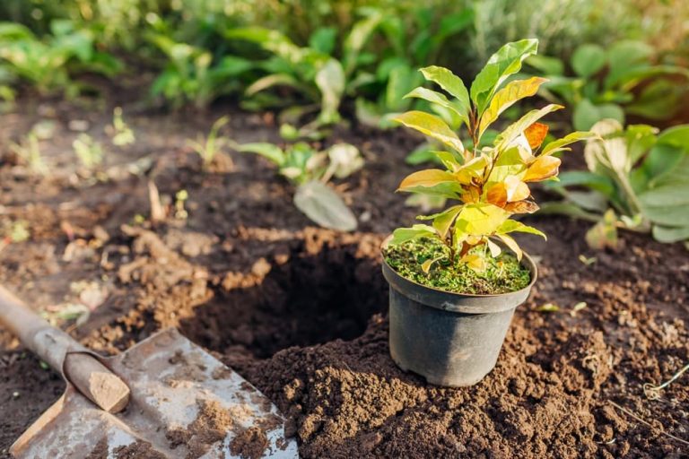 Magnolio En Maceta Cuidados Y Trucos Para Cuidarlos Con Xito Ideas