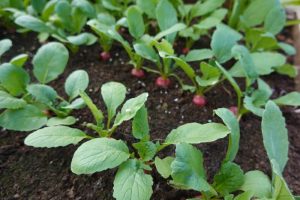 Cultivo De Rabanitos Desde La Siembra Hasta La Cosecha Paso A Paso