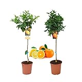 Pack Limonero - Naranjo - Pomelo - Mandarino Planta Natural...