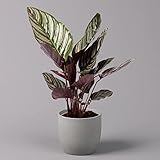 Shadowplant with unusual leafpatterns - Calathea ornata -...