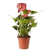 Verdecora Anthurium Rojo | Anturio | Planta natural de...