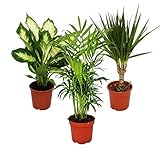 Indoor Plant Mix II Set of 3, 1x Dieffenbachia, 1x...