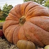 Paquete de 10 semillas, semillas de calabaza gigante del...