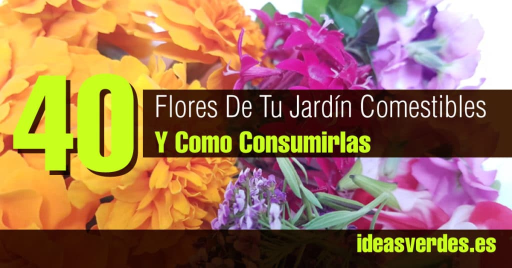 40 Flores De Tu Jardín Que No Sabias Que Eran Comestibles Y Como  Consumirlas - Ideas Verdes