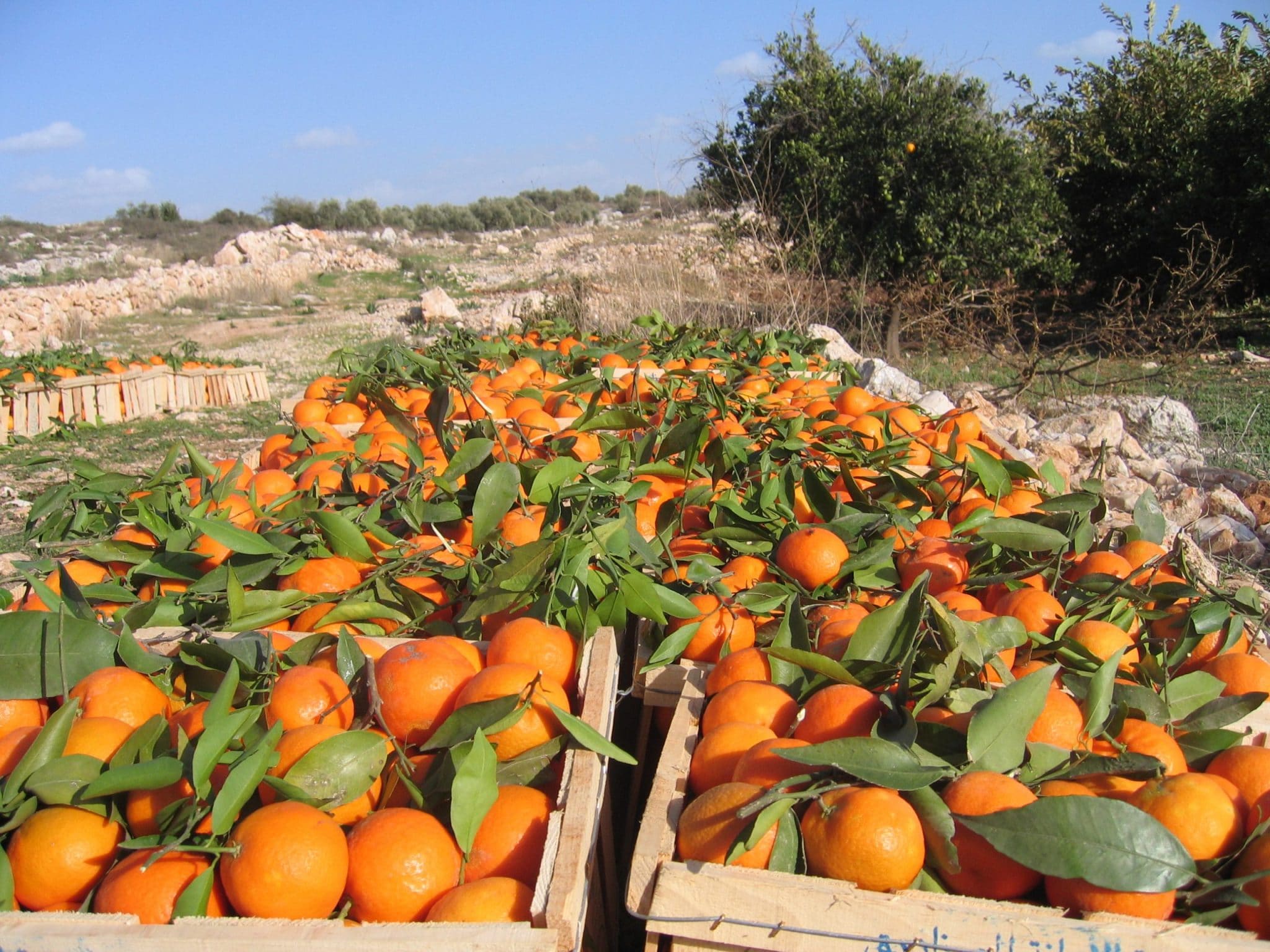 El Cultivo De La Naranja En Valencia Ideas Verdes