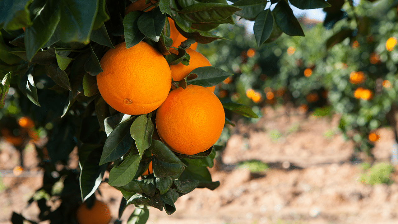 El Cultivo De La Naranja En Valencia Ideas Verdes