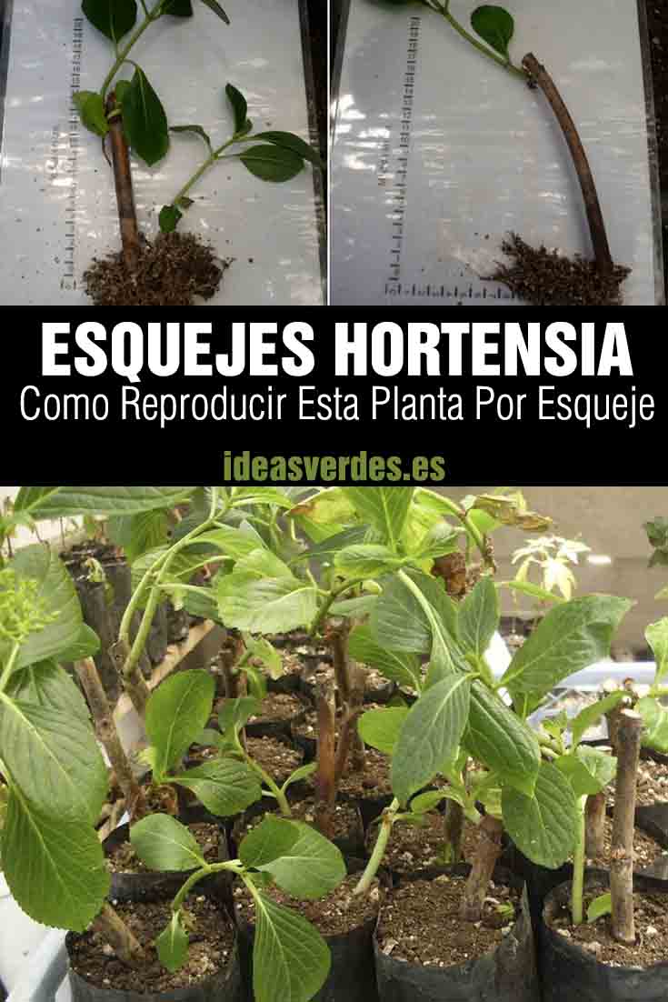 Esquejes De Hortensias