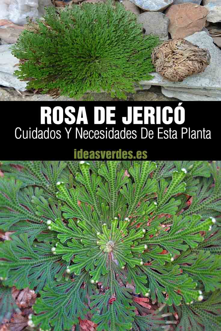 Rosa De Jericó : Cuidados Y Necesidades De Esta Planta - Ideas Verdes
