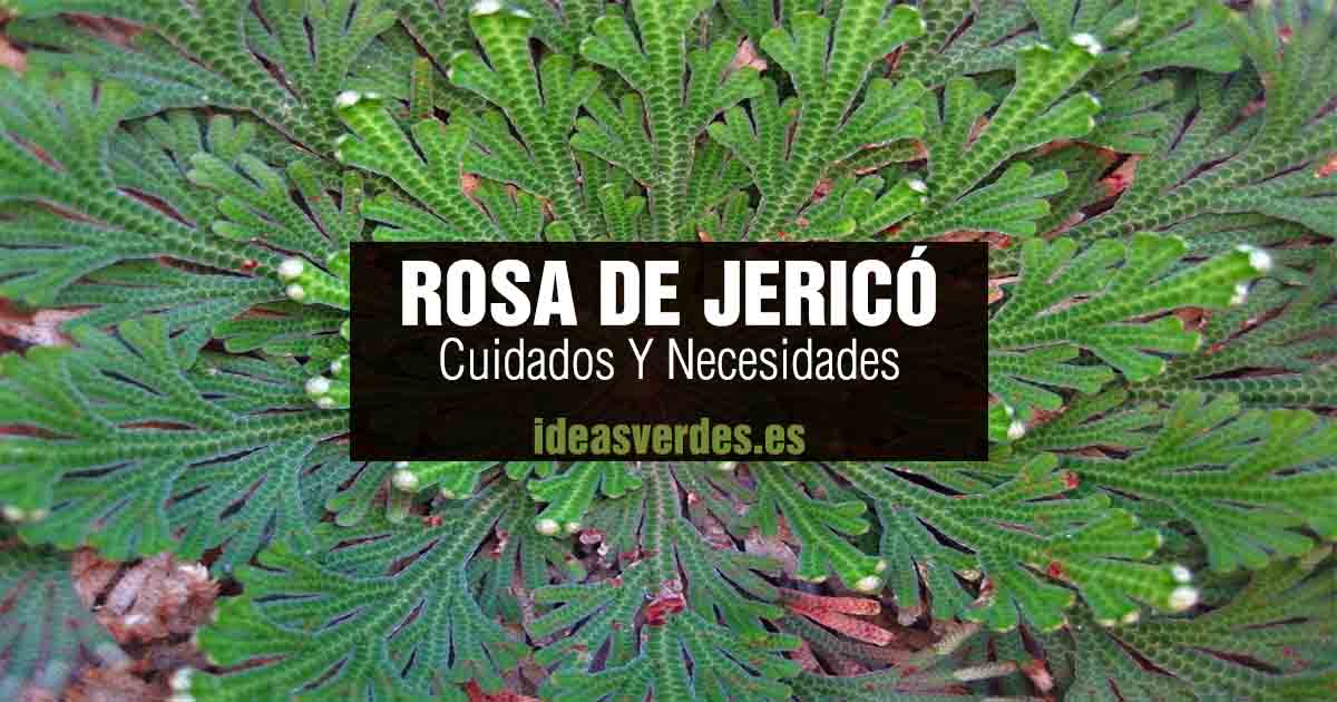 Rosa De Jericó : Cuidados Y Necesidades De Esta Planta - Ideas Verdes