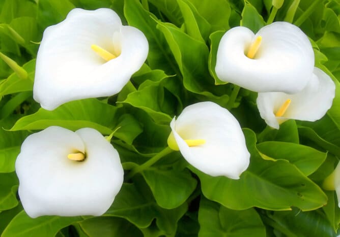 Plantas Con Flores Blancas Para Casa Y Jardin - Ideas Verdes