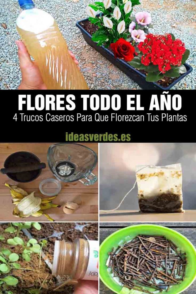 4 Sencillos Trucos Caseros Para Que Las Plantas Florezcan Todo El Año ...