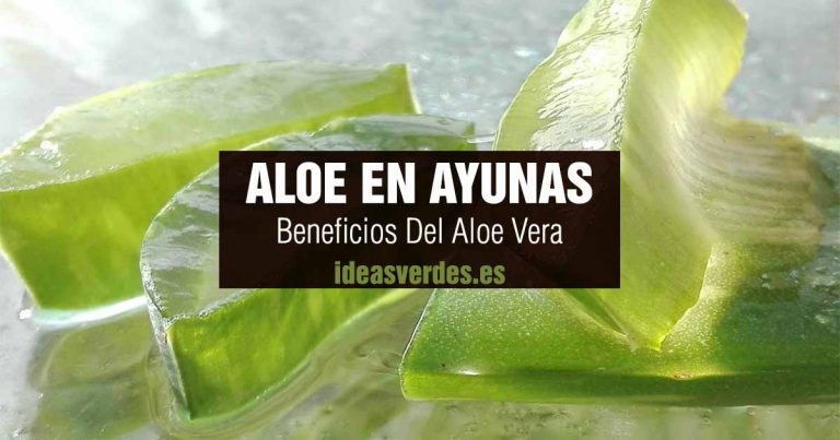 Para Qué Sirve El Aloe Vera Tomado En Ayunas Sus Beneficios 4977