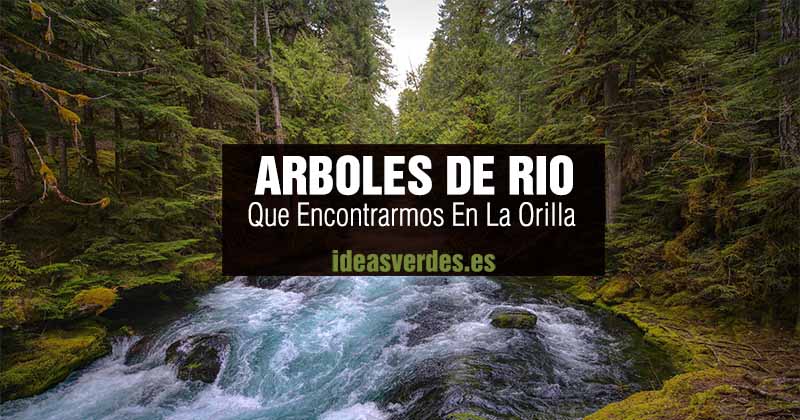 9 Arboles Que Crecen Junto A Un Rio - Ideas Verdes
