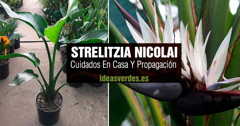 Strelitzia Nicolai: Cuidado, Propagación y Uso de la Planta de la Avestruz  Blanca Gigante - Ideas Verdes