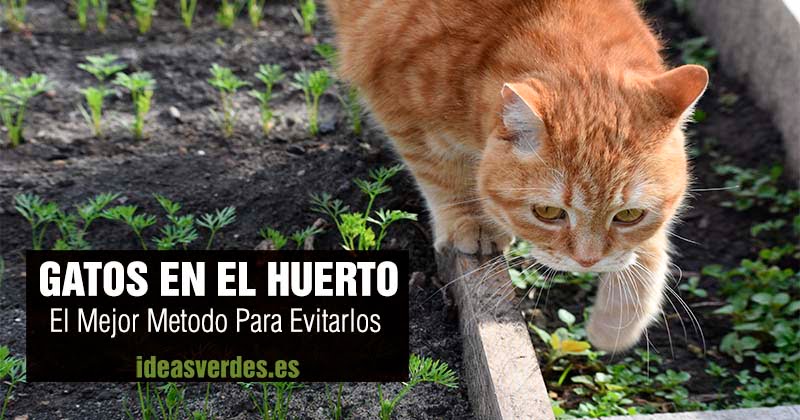 Cómo Ahuyentar Gatos y perros De Tu Jardín, Huerto, Casa, carro. FÁCIL  ECONÓMICO y SIN LASTIMARLOS!! 