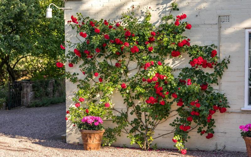 Rosal trepador planta trepadora para muros