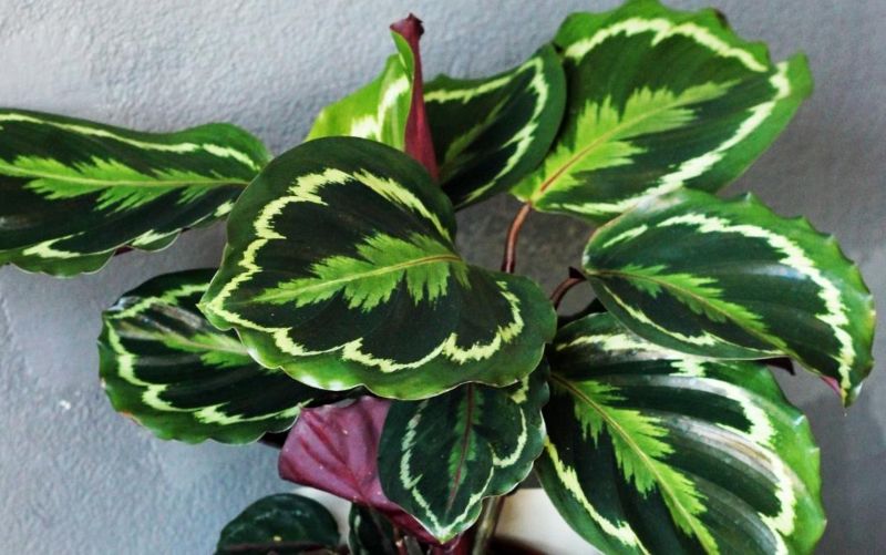 Calathea Medallion