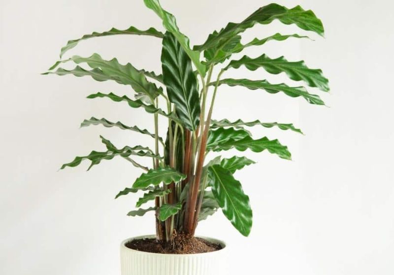 Calathea Rufibarba