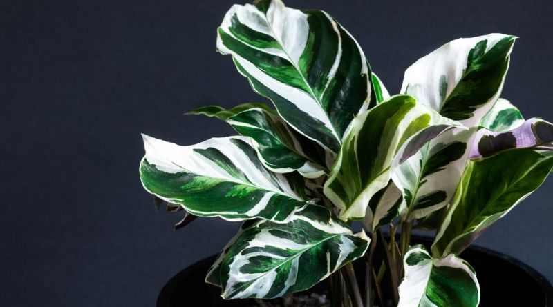 Calathea white fusion