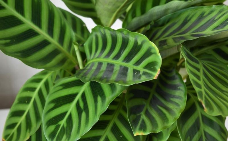 Calathea zebrina