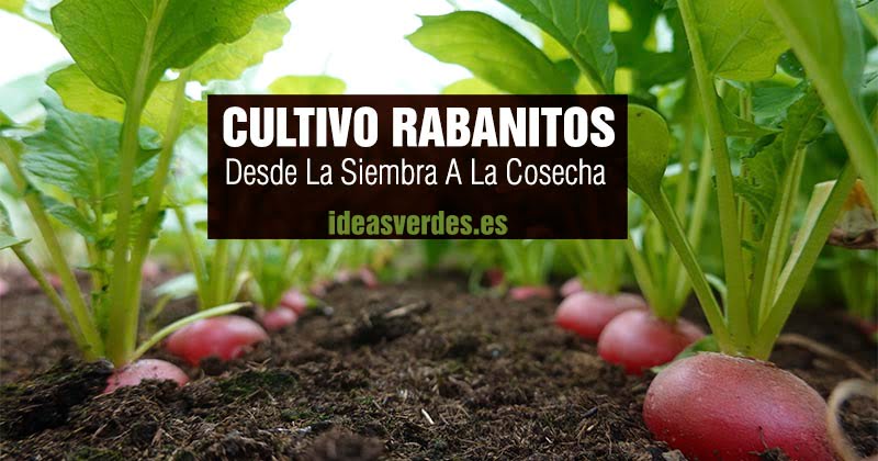 Cultivo De Rabanitos