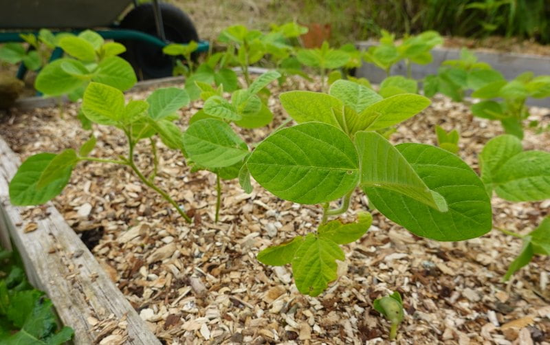 cultivar edamame en el huerto