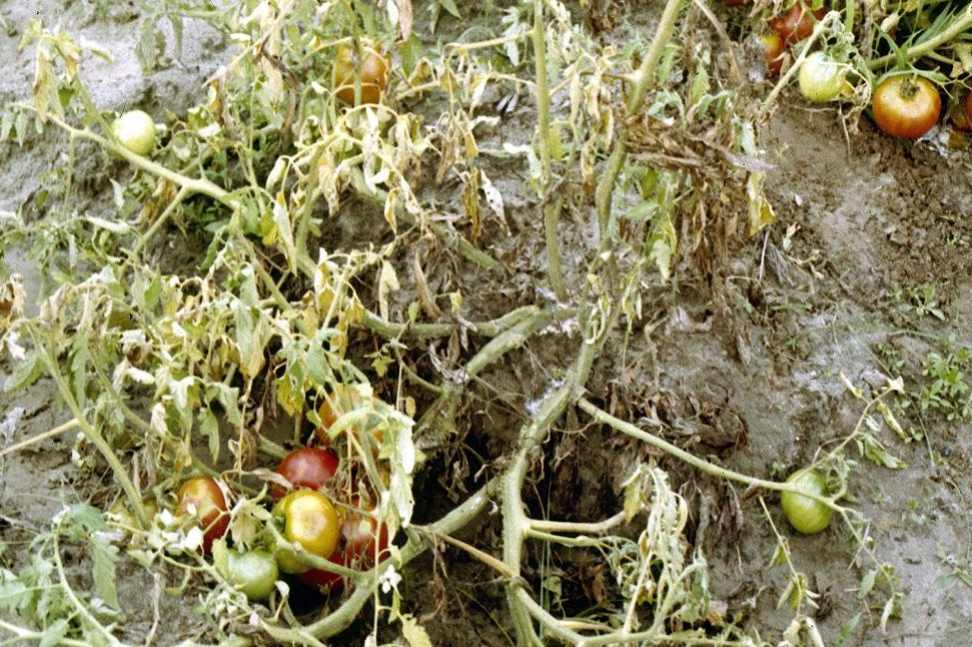 enfermedades del tomate