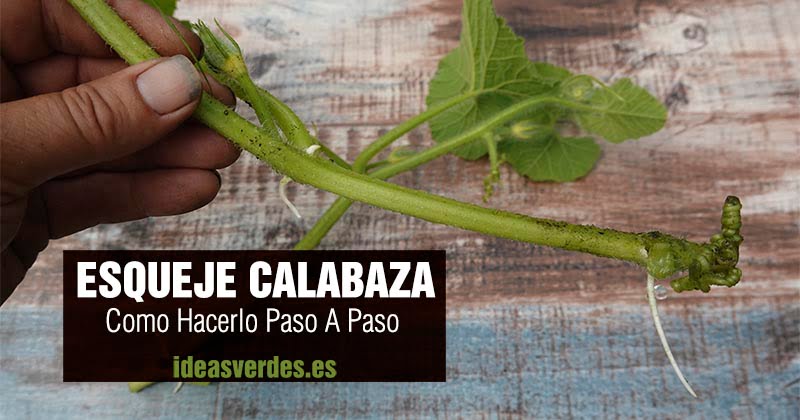 esquejes de calabaza