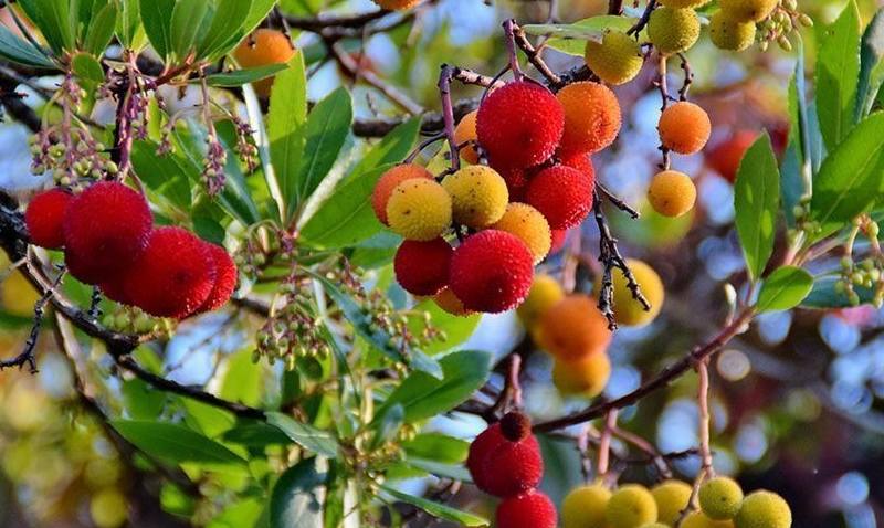 frutos del madroño