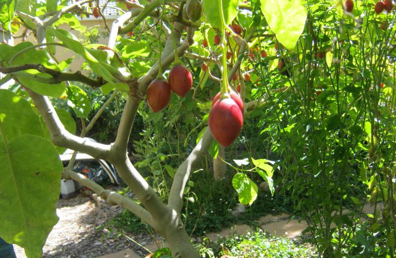 cuidados tamarillo