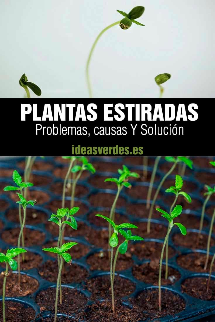 plantas estiradas